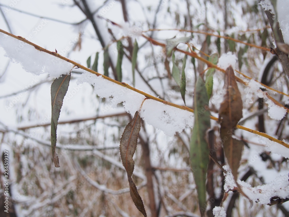 Snow lies on the branches of a tree. After a heavy snowfall. Snow lies on the branches of a tree. After a heavy snowfall.