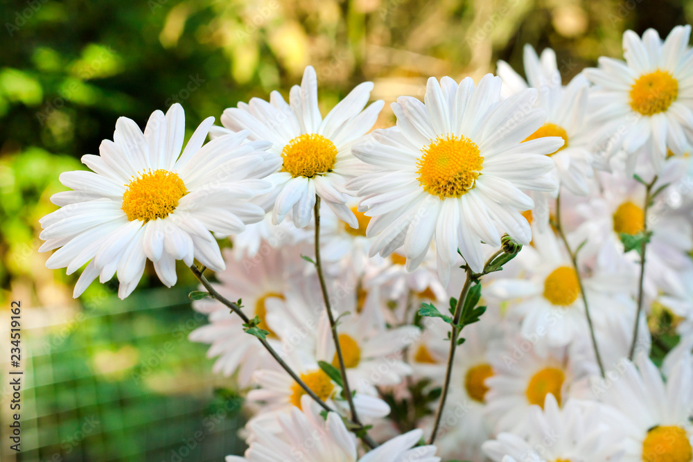 White Chamomile Chrysanthemum flowers closeup White Chamomile Chrysanthemum flowers closeup