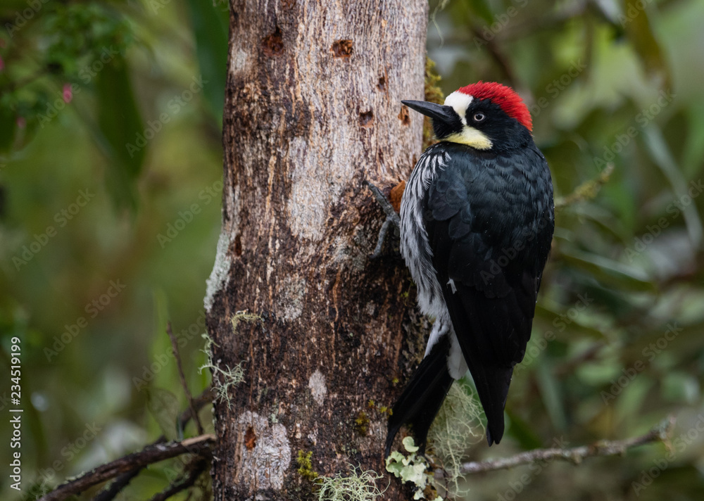 Fototapeta premium Acorn Woodpecker 