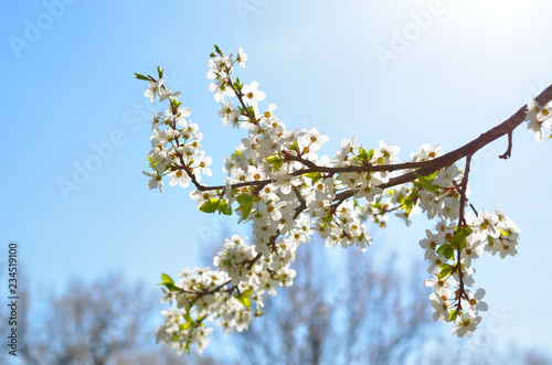 Flowering fruit tree branch photo