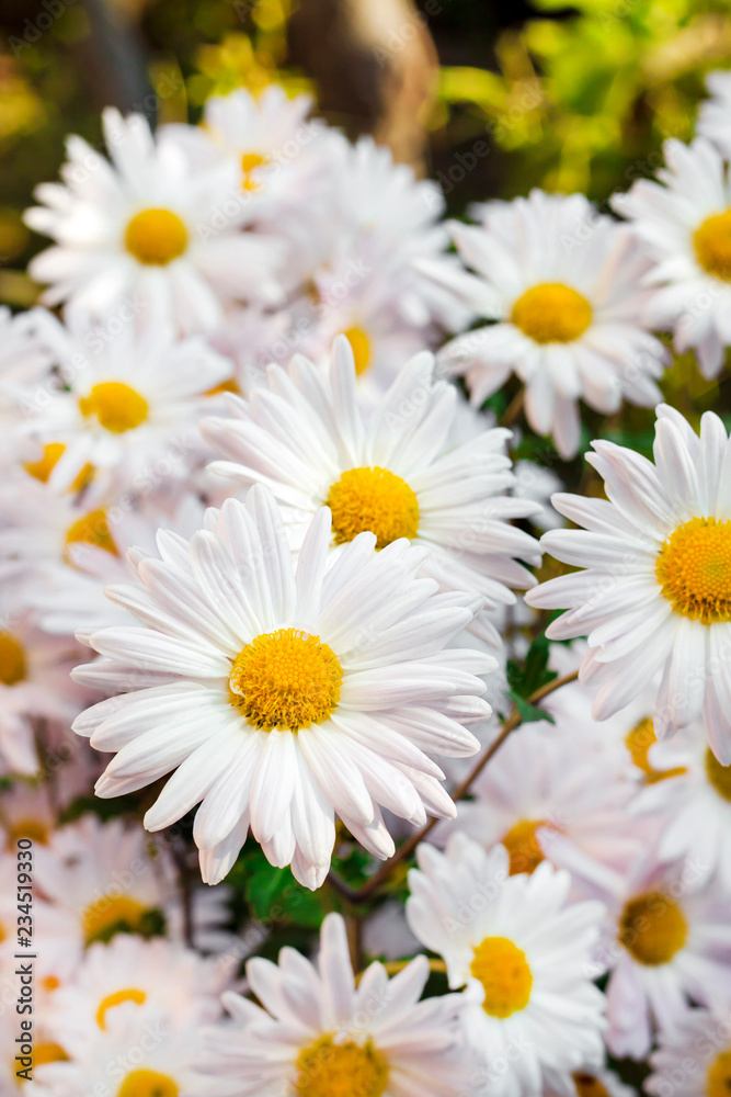 Fototapeta premium White Chamomile Chrysanthemum flowers closeup