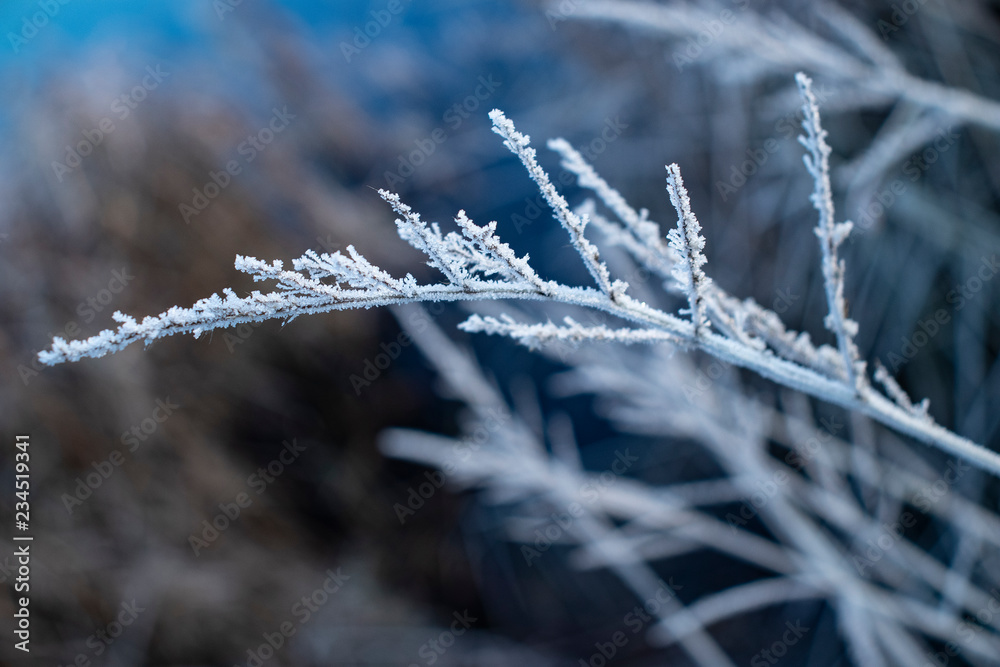 Frozen plant with frost in close-up