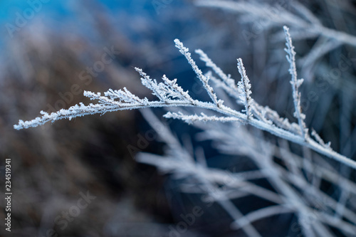 Frozen plant with frost in close-up © Yulia