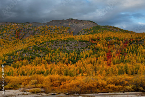 Russia. Magadan region. Autumn taiga on permafrost.
