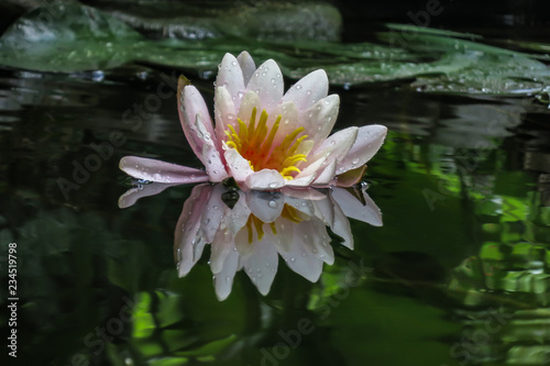 Tender pink water lily or lotus flower with delicate petals is reflected in a black pond. Nymphaea Marliacea Rosea. Nature concept for design