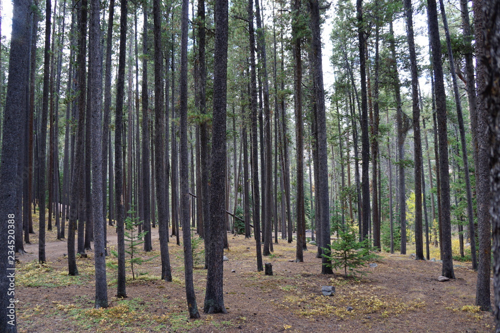 Obraz premium trees in the forest