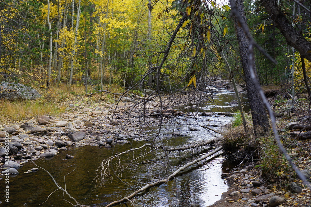 river in the forest river in the forest