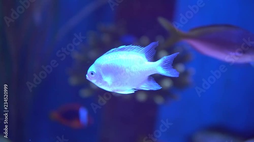 Colorful aquarium, beautiful fish swimming in ocean corals photo