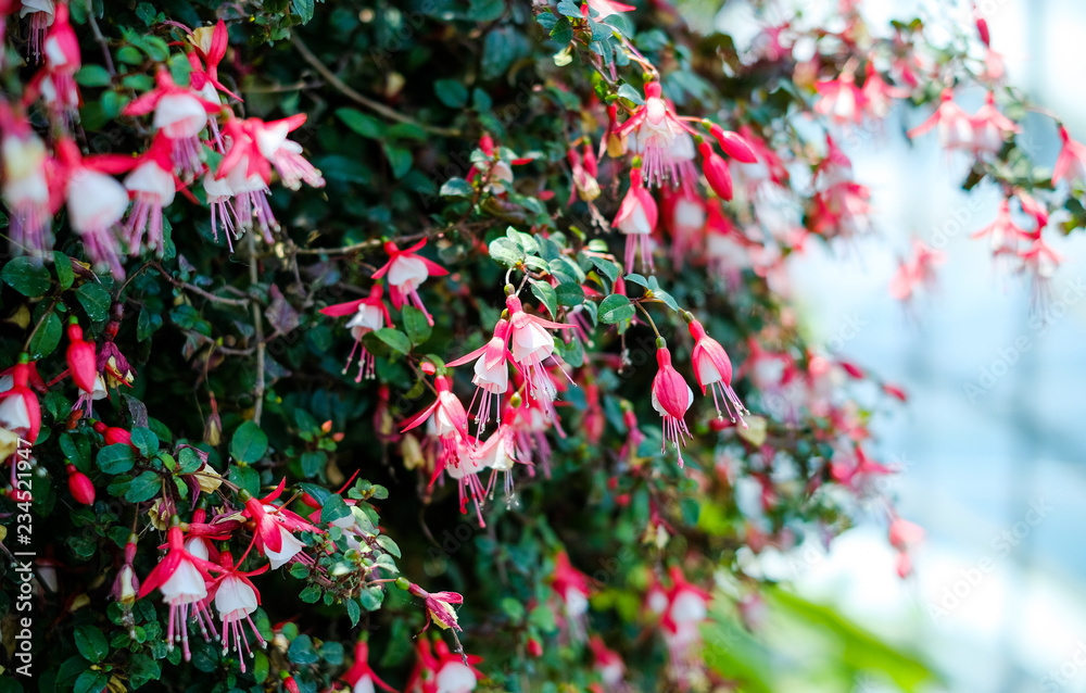 Flowers bells in the garden Flowers bells in the garden