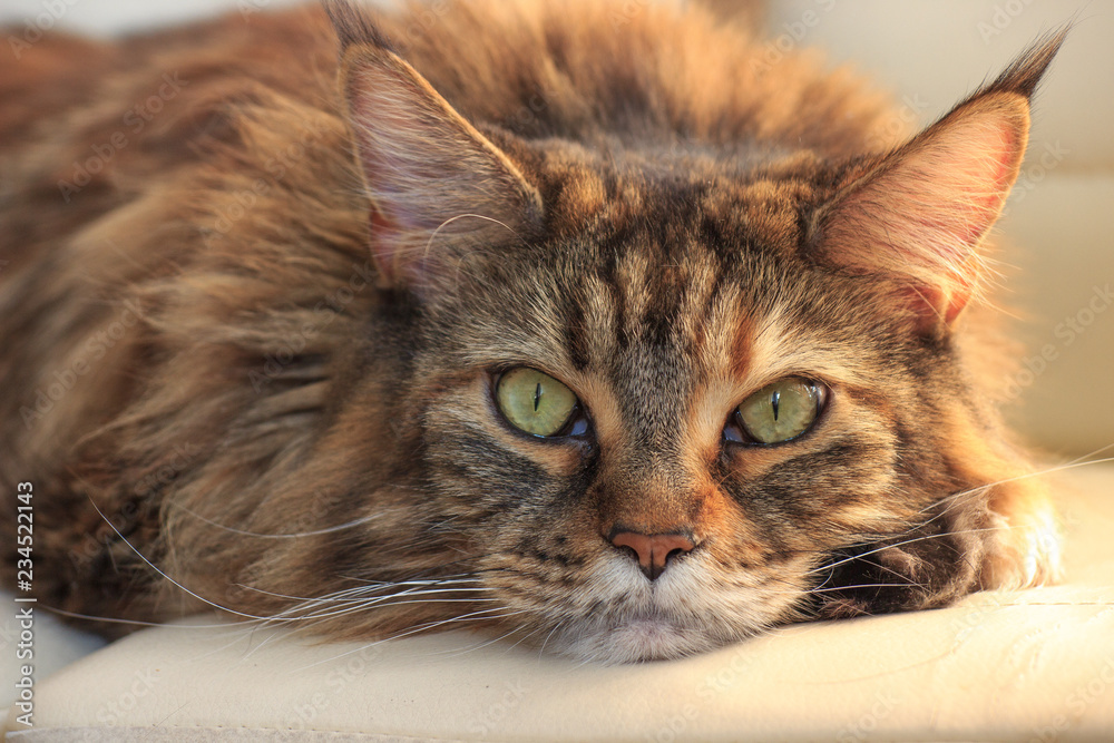 Serious sleepy main-coon cat with green eyes and multicolor fur on white background. Romantic cat in warm light Serious sleepy main-coon cat with green eyes and multicolor fur on white background. Romantic cat in warm light
