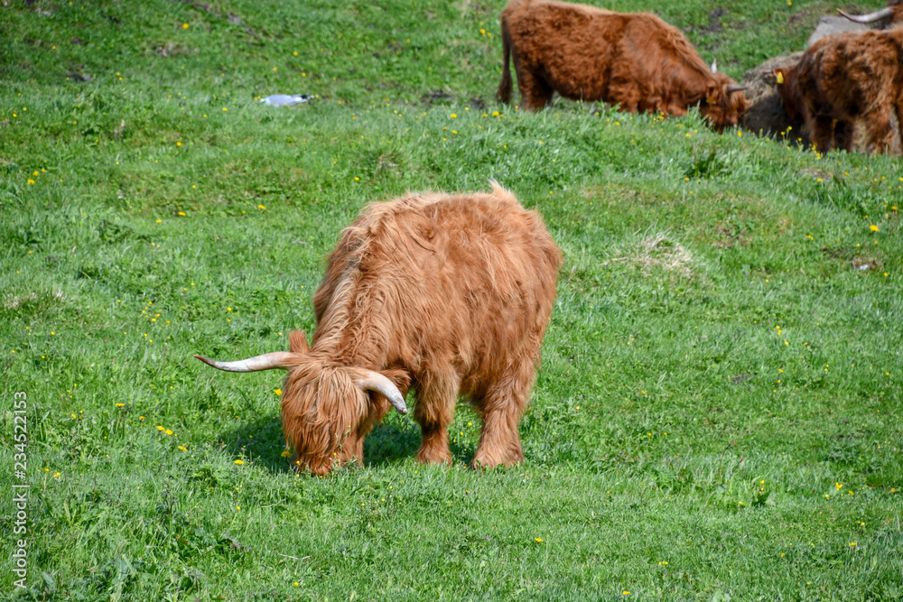 Fototapeta premium Norwegian Cows, the furry one