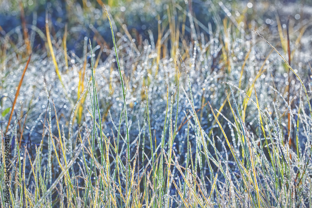 Unsaturated color and tone of grass covered with hoarfrost as background