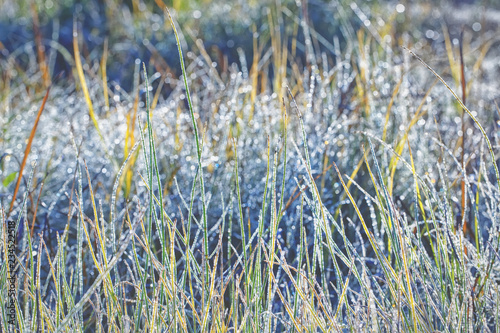 Obraz na płótnie Unsaturated color and tone of grass covered with hoarfrost as background w salonie