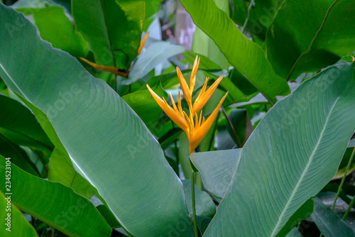 Yellow Heliconias in St Lucia