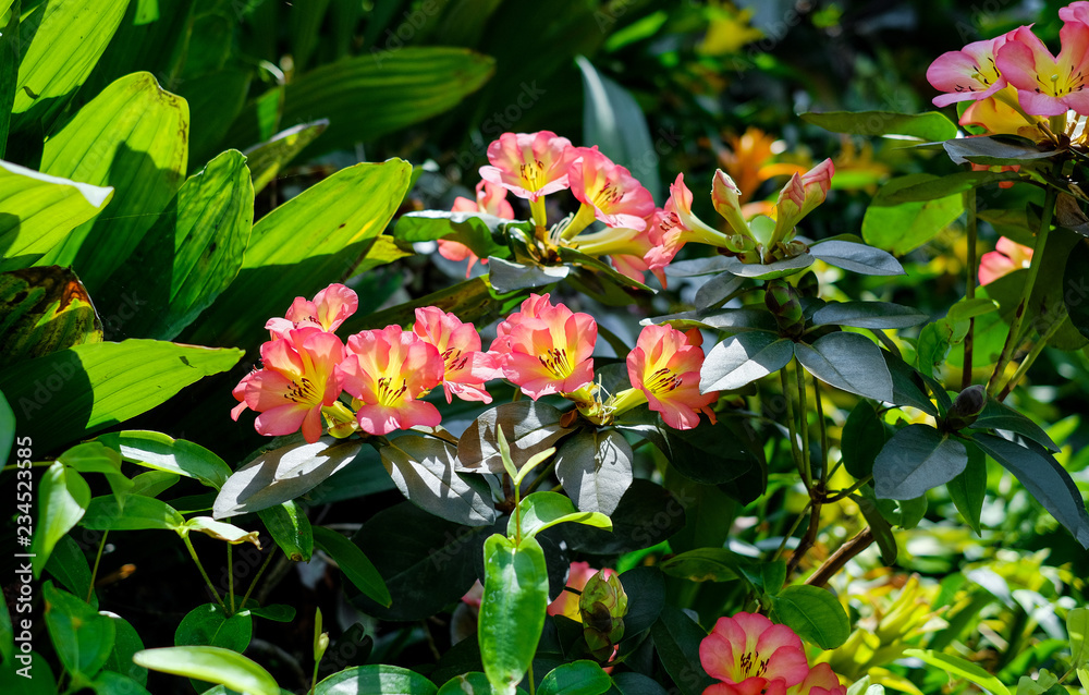 Obraz premium Flowering bush