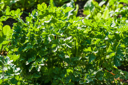 Parsley Planting, Growing, and Harvesting Parsley Plants in the farm gardening