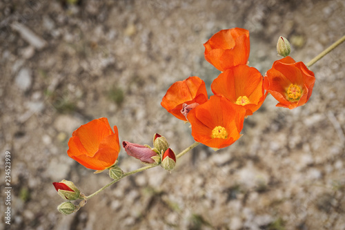 Apricot Mallow