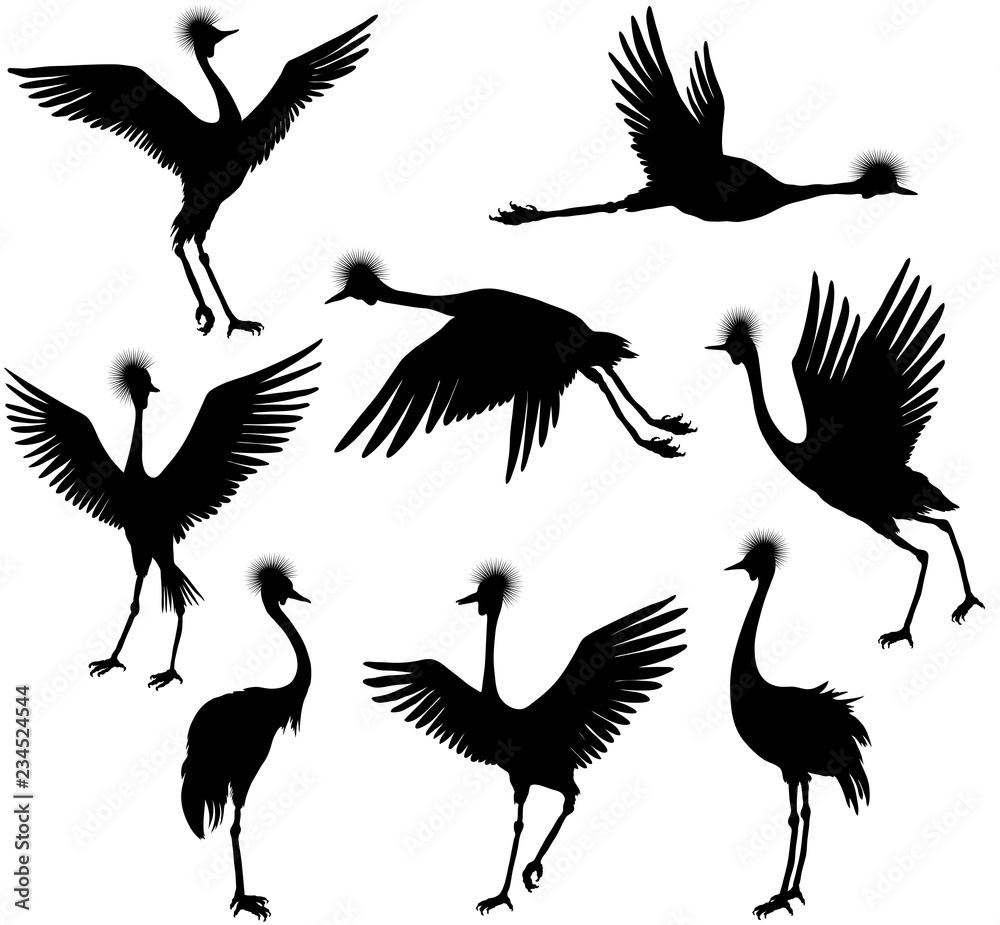 Obraz premium Set of grey crowned cranes