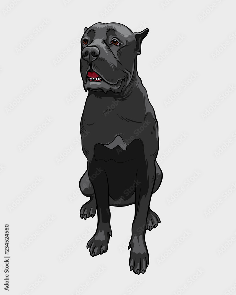 Obraz premium Cane Corso dog - isolated vector illustration. Cane Corso sits and guarding