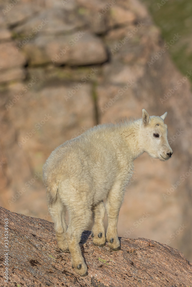 Mountain Goat Kid in Summer Mountain Goat Kid in Summer