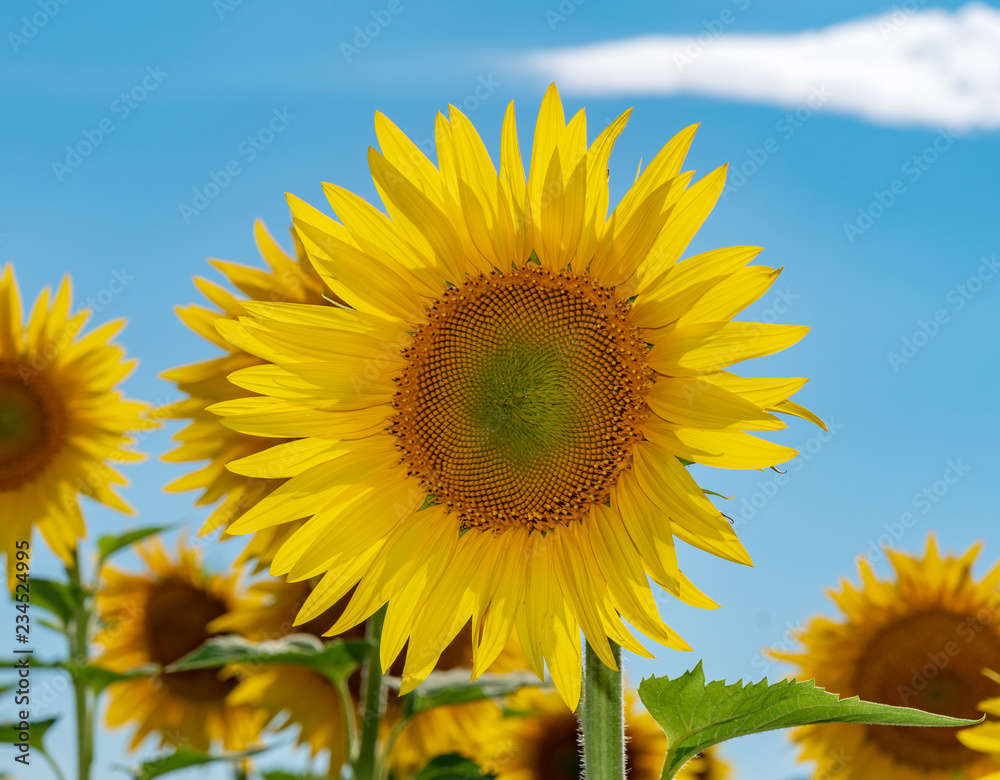 Beautiful sunflowers in the field natural background, Sunflower blooming.