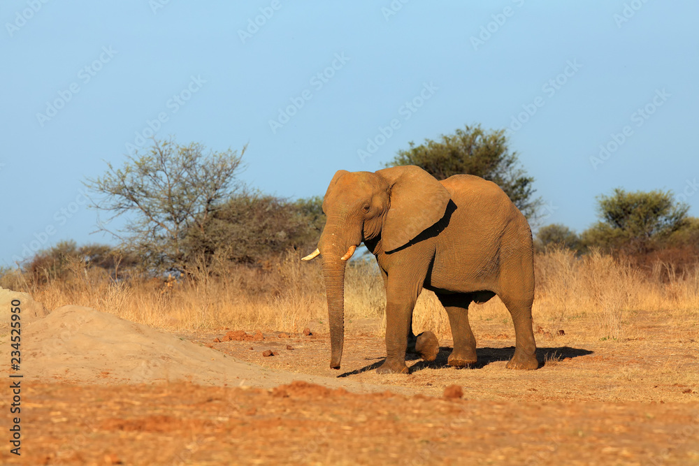 Fototapeta premium The African bush elephant (Loxodonta africana) drinking at the water hole. A big bull at waterhole in the dry country of Africa.