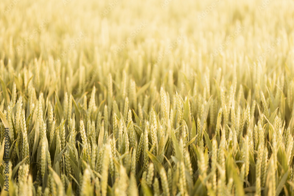 Fototapeta premium Wheat field background