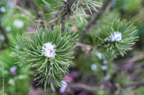 Mountain pine. A close-up view.