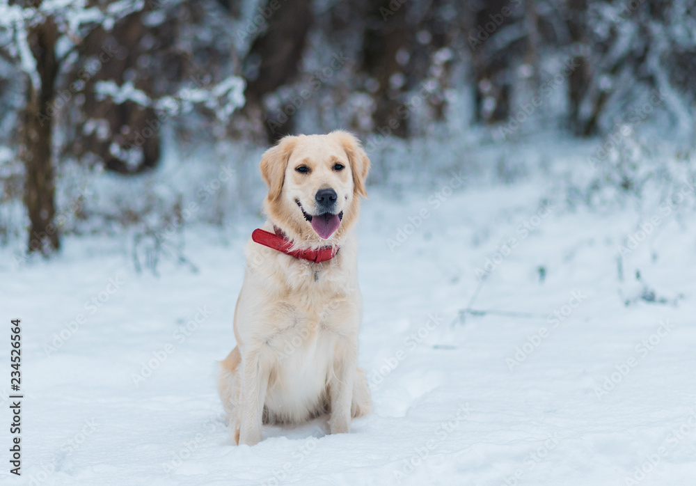 Golden retriever pet outdoors in winter time Golden retriever pet outdoors in winter time