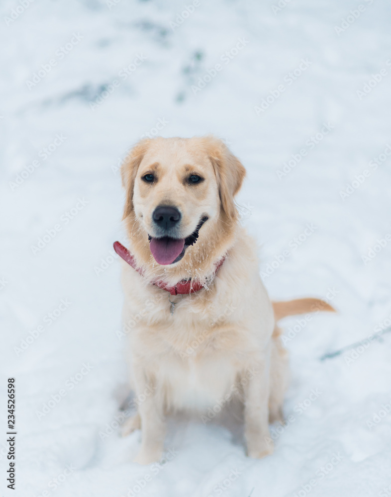 Golden retriever pet outdoors in winter time