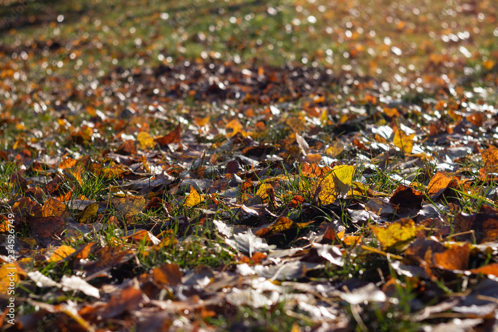 background. yellow fallen leaves background. yellow fallen leaves
