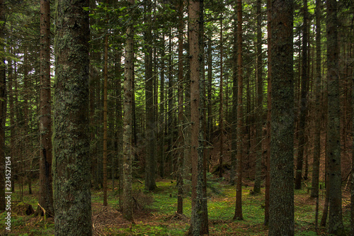 forest nature © Dalibor