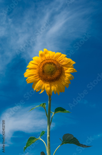 Fototapeta Naklejka Na Ścianę i Meble -  sunflower summer flower close-up.
