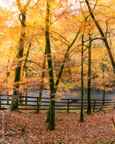 Autumnal trees along the river on Dartmoor, Devon England