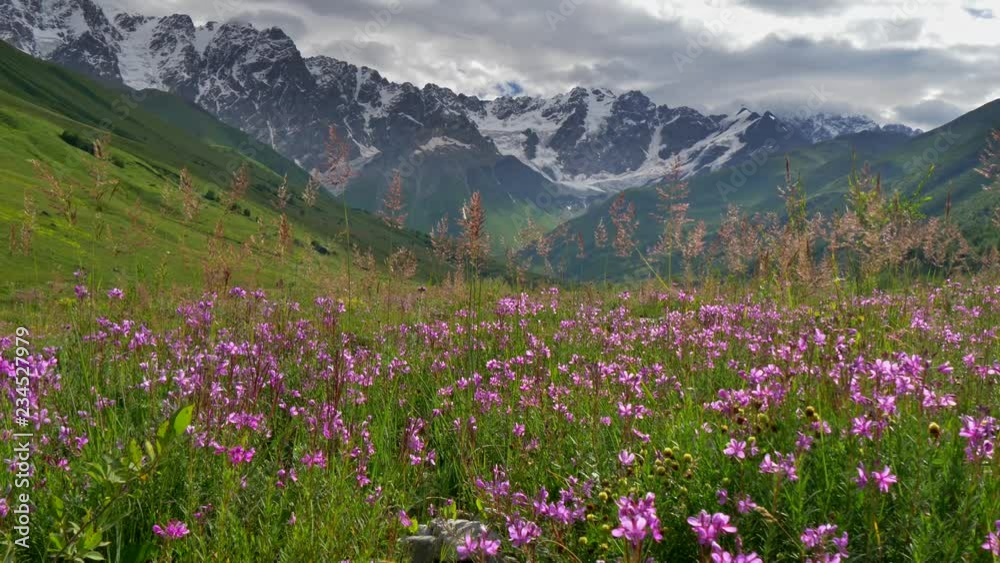 Caucasus mountains in Georgia and field of purple wild flowers. Gimbal shot. 4K, UHD Caucasus mountains in Georgia and field of purple wild flowers. Gimbal shot. 4K, UHD
