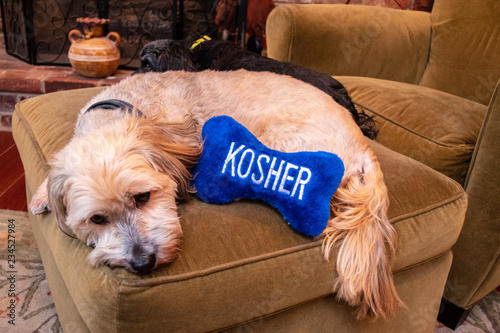 Jewish Havanese beige brindle Havanese puppy dog on chair relaxing with blue stuffed bone toy that says kosher. photo