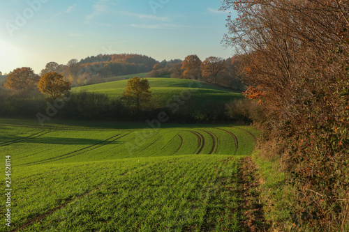 Landwirtschaft, Feld, Hügel, Knick, Herbst, Landschaft, Schleswig Holstein photo