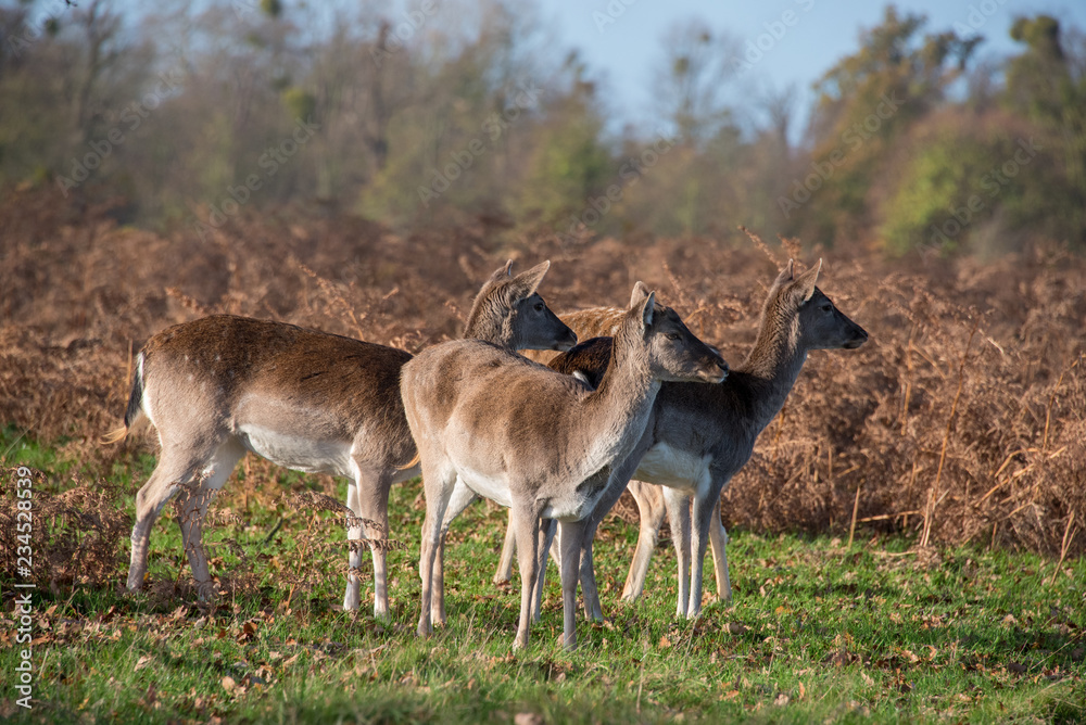 Three fallow deer against bracken Three fallow deer against bracken