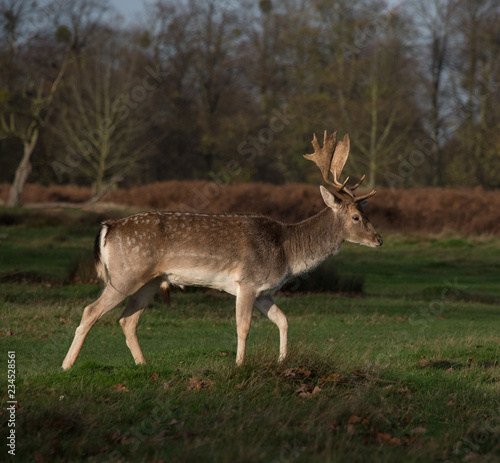 Fototapeta Naklejka Na Ścianę i Meble -  Single deer with antlers side on