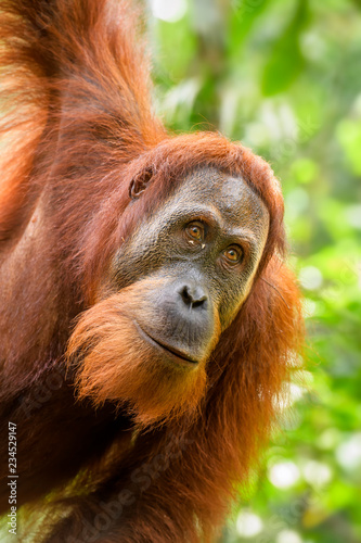 Sumatran Orang-utan - Pongo abelii, hominid primate from Sumatran forests, Indonesia. © David