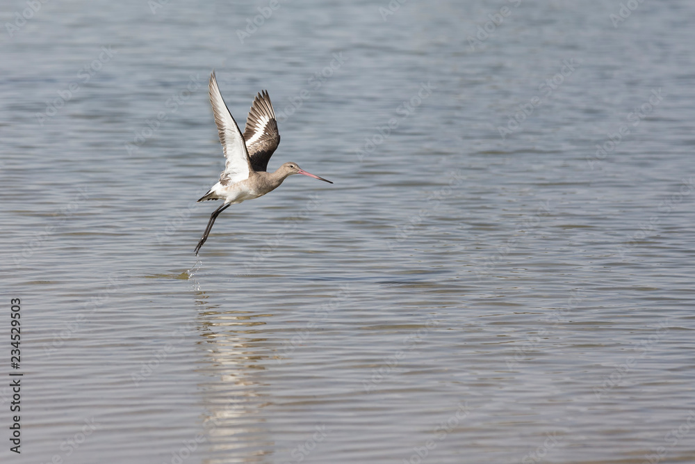 Black-tailed Godwit with non-breeding plumage taking off from a lake Dubai