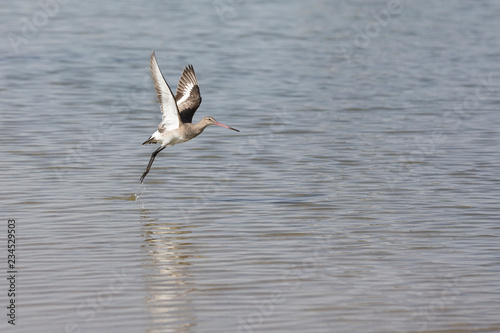 Black-tailed Godwit with non-breeding plumage taking off from a lake Dubai