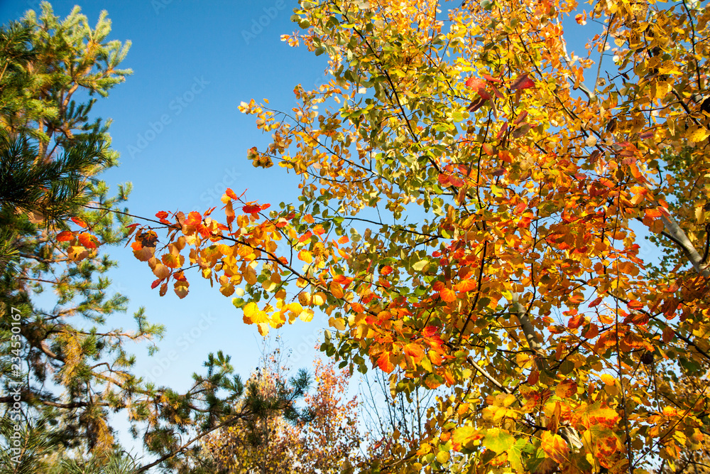 Golden autumn landscape. Yellow, orange and green trees against the blue sky. Bright sunny day. Golden autumn landscape. Yellow, orange and green trees against the blue sky. Bright sunny day.