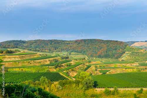 Germany, Colorful autumn forest behind green terraces of grapevine plants in Kaiserstuhl landscape