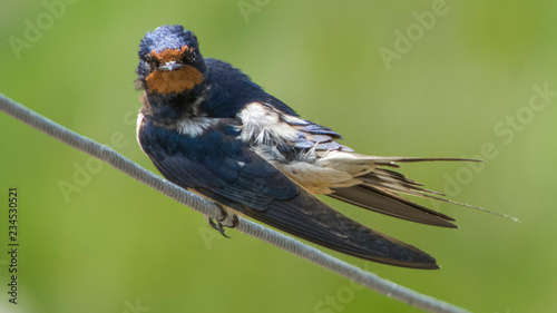 Portrait of Barn Swallow - Hirundo rustica