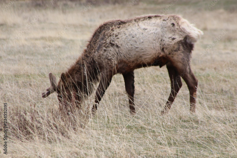 Fototapeta premium elk in field