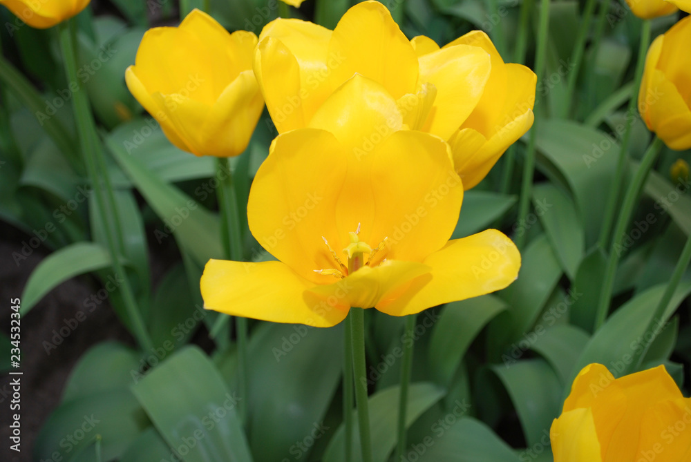 Tulip Muscadet (Single Late Group) grown in flowerbed. Spring time in Netherlands. Tulip Muscadet (Single Late Group) grown in flowerbed. Spring time in Netherlands.