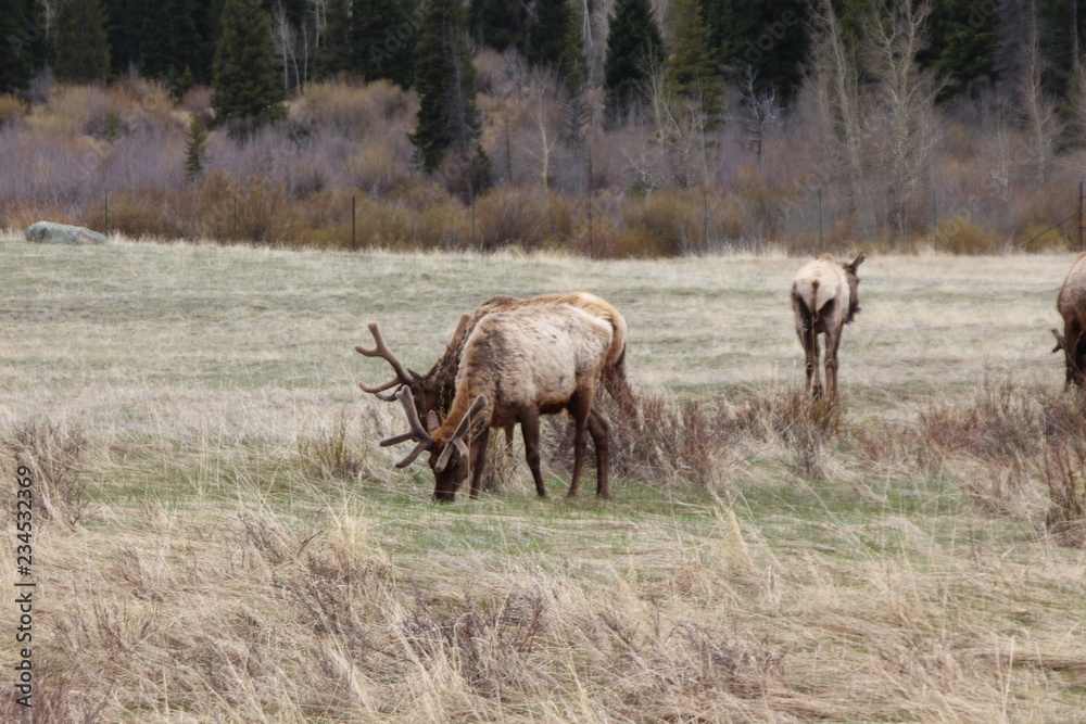Fototapeta premium elk