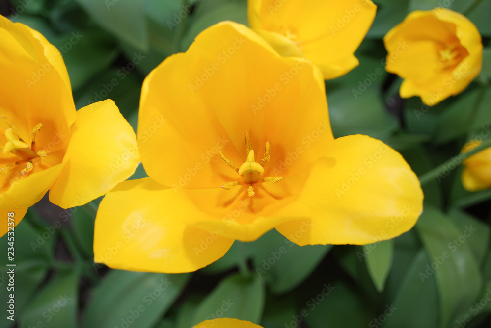 Tulip Muscadet (Single Late Group) grown in flowerbed. Spring time in Netherlands. Tulip Muscadet (Single Late Group) grown in flowerbed. Spring time in Netherlands.