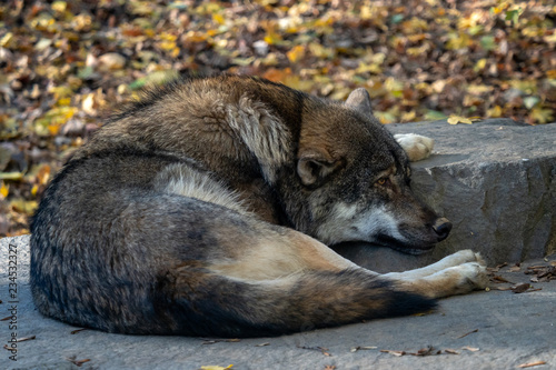 European gray wolf (Canis lupus lupus) lie and rest.